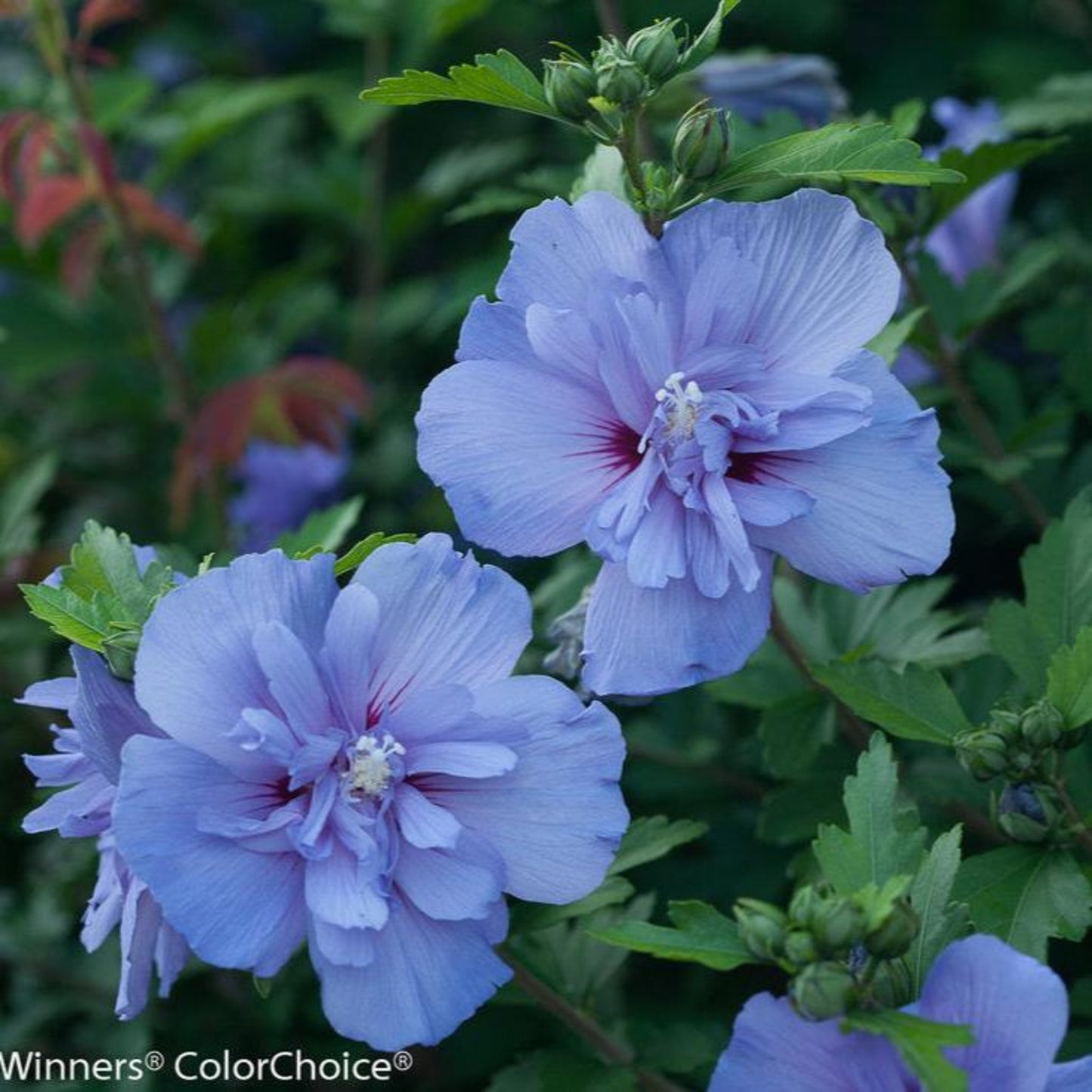 Blue Chiffon Rose of Sharon blooms