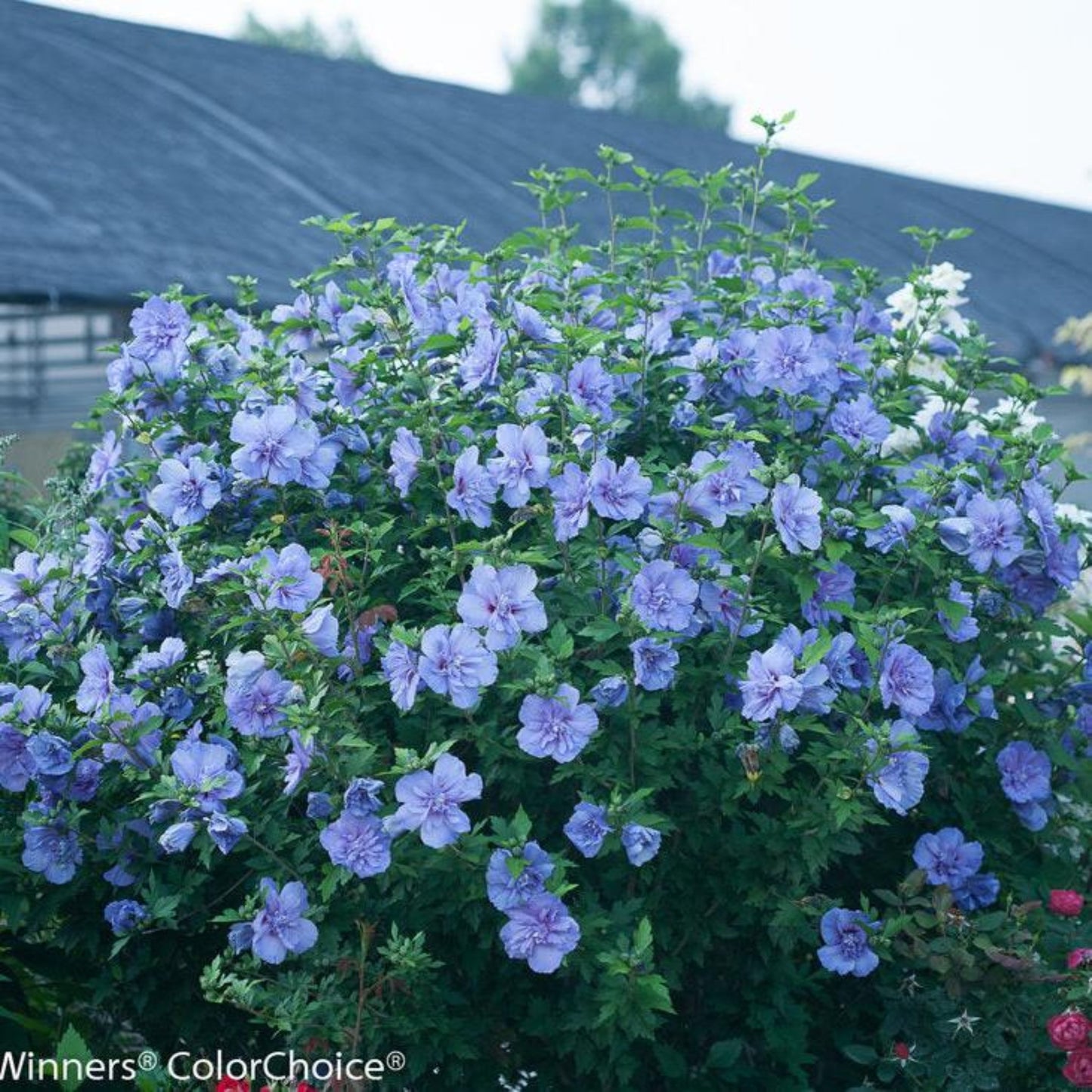 Blue Chiffon Rose of Sharon