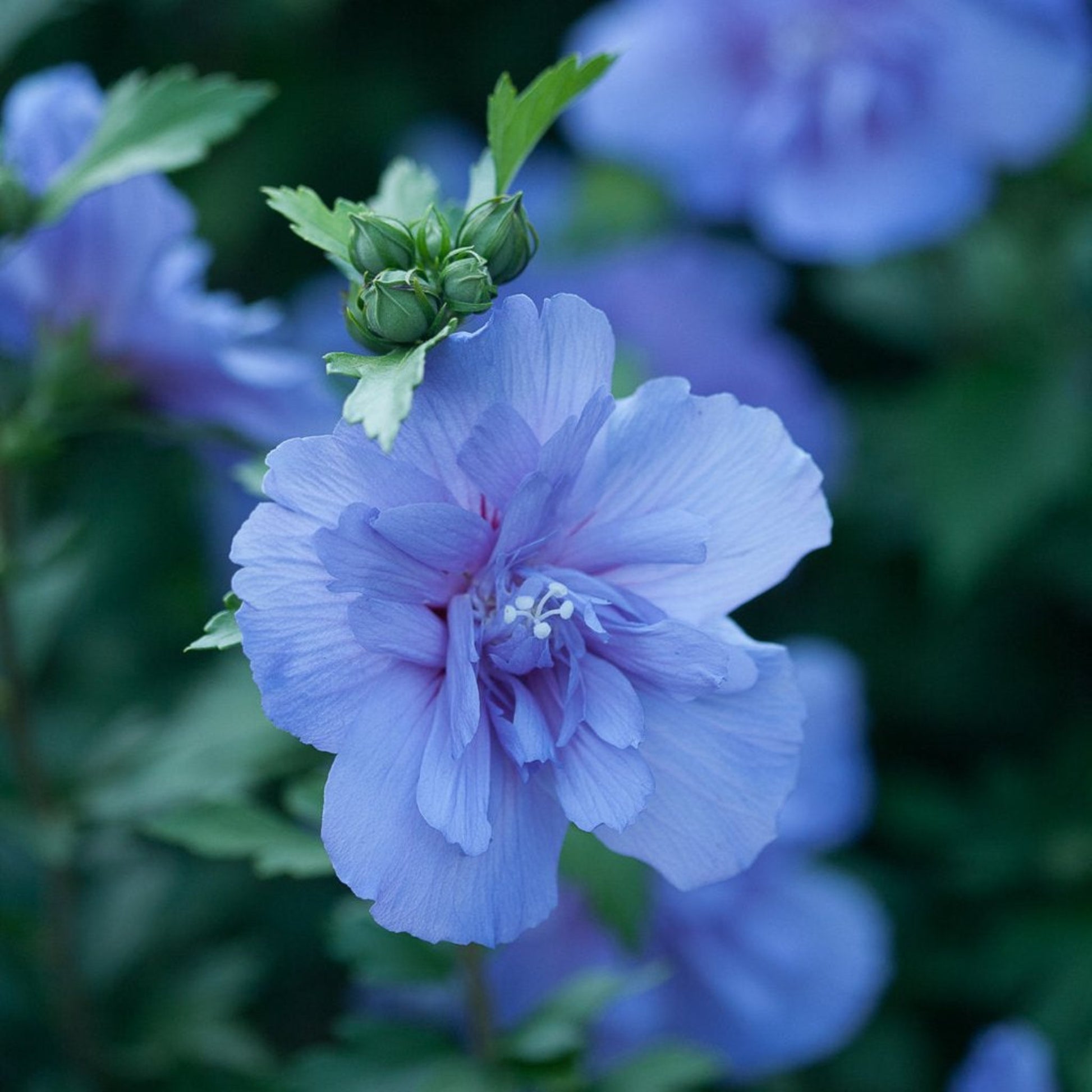 Blue Chiffon Rose of Sharon blooms