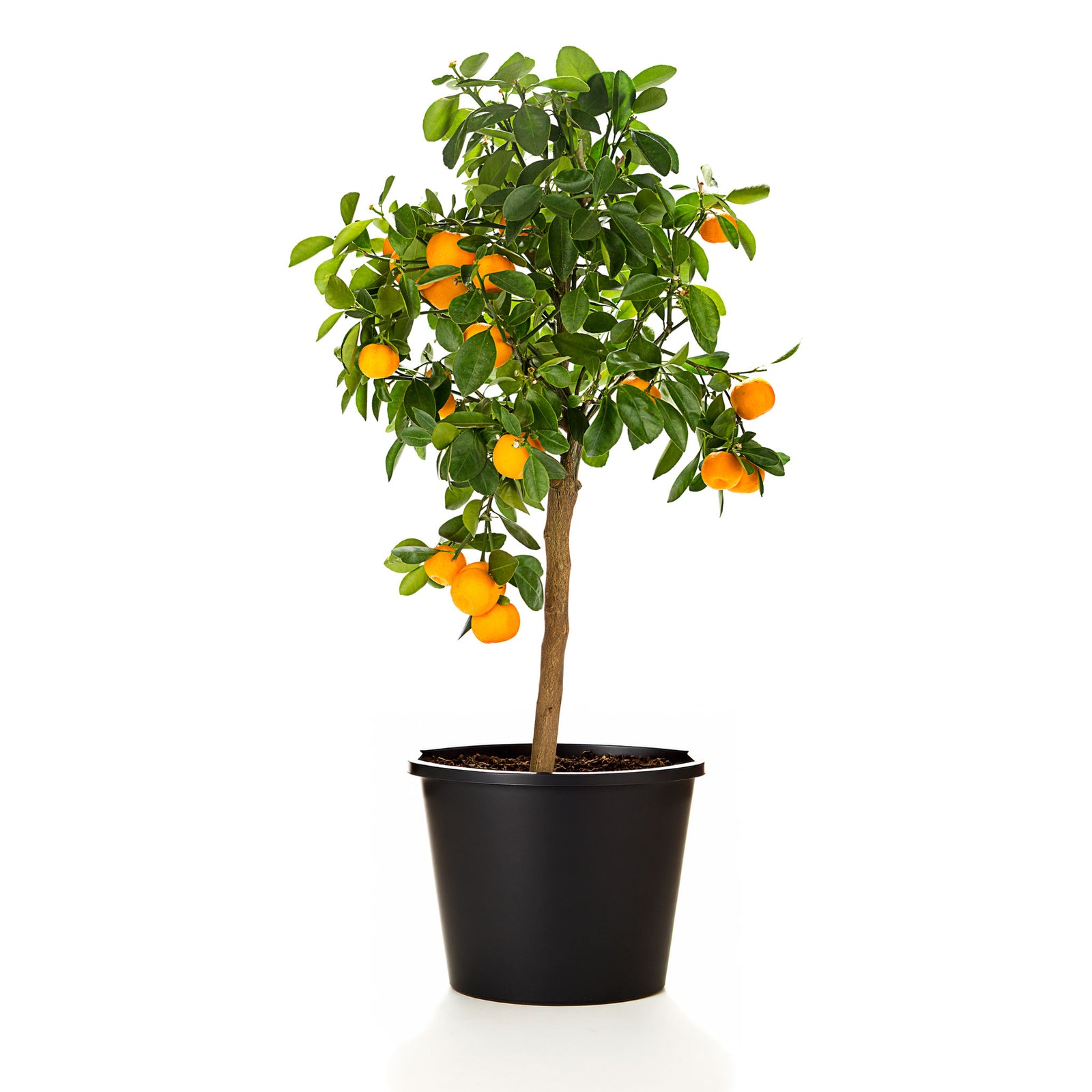 Calamondin Orange Tree (CA)