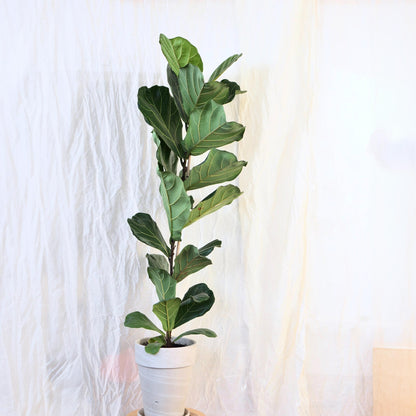 Fiddle-Leaf Fig Tree