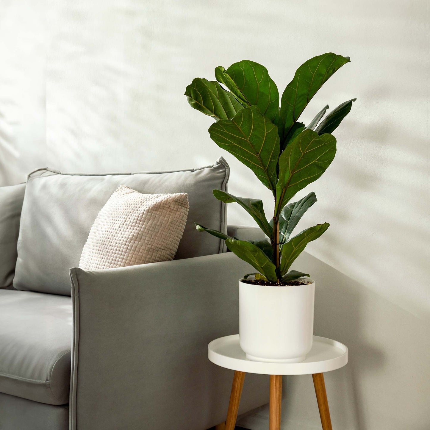 Fiddle-Leaf Fig Tree