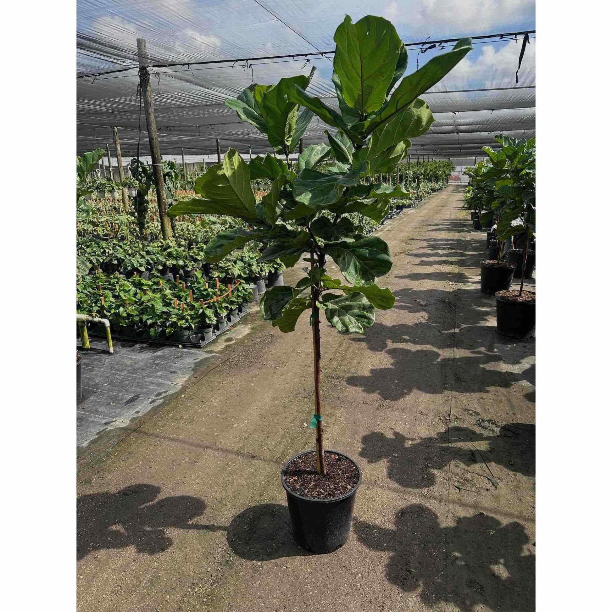 Fiddle Leaf Fig Tree