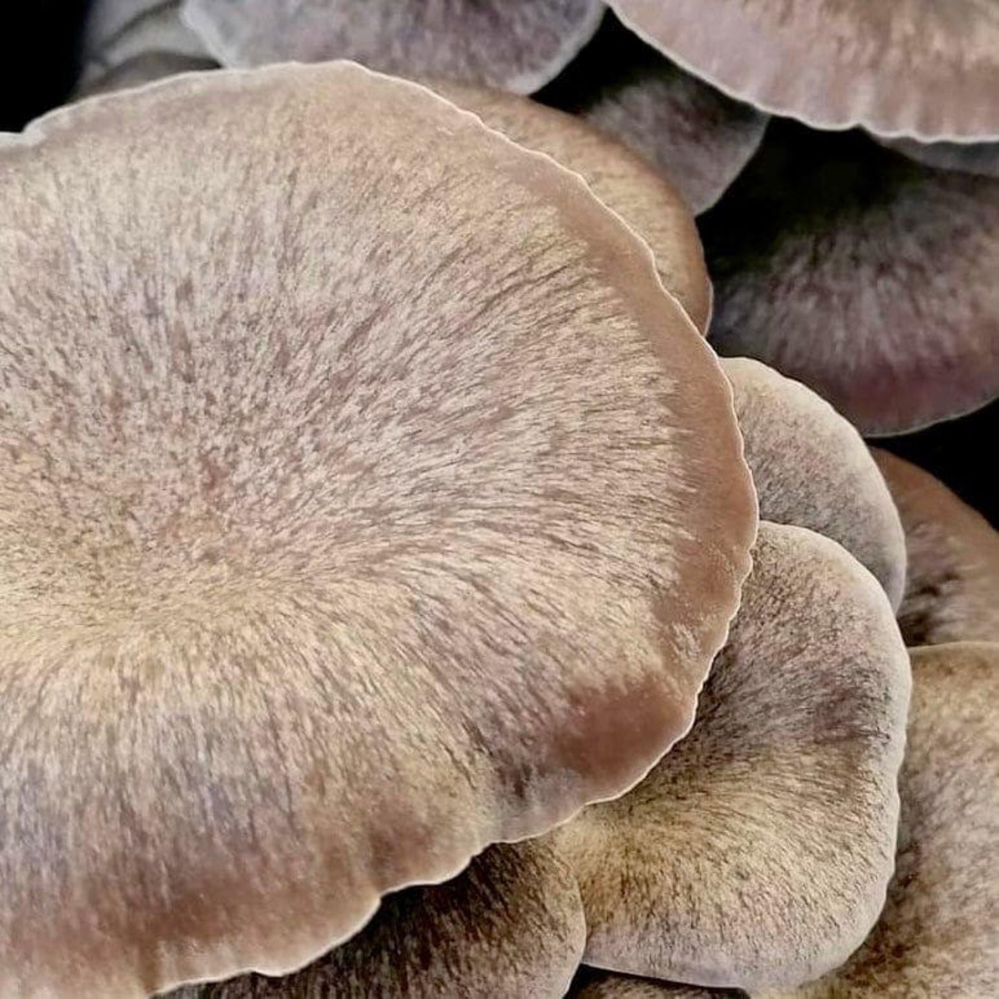 Black King 'Plant & Grow' Garden Block