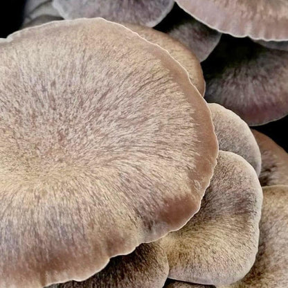 Black King 'Plant & Grow' Garden Block