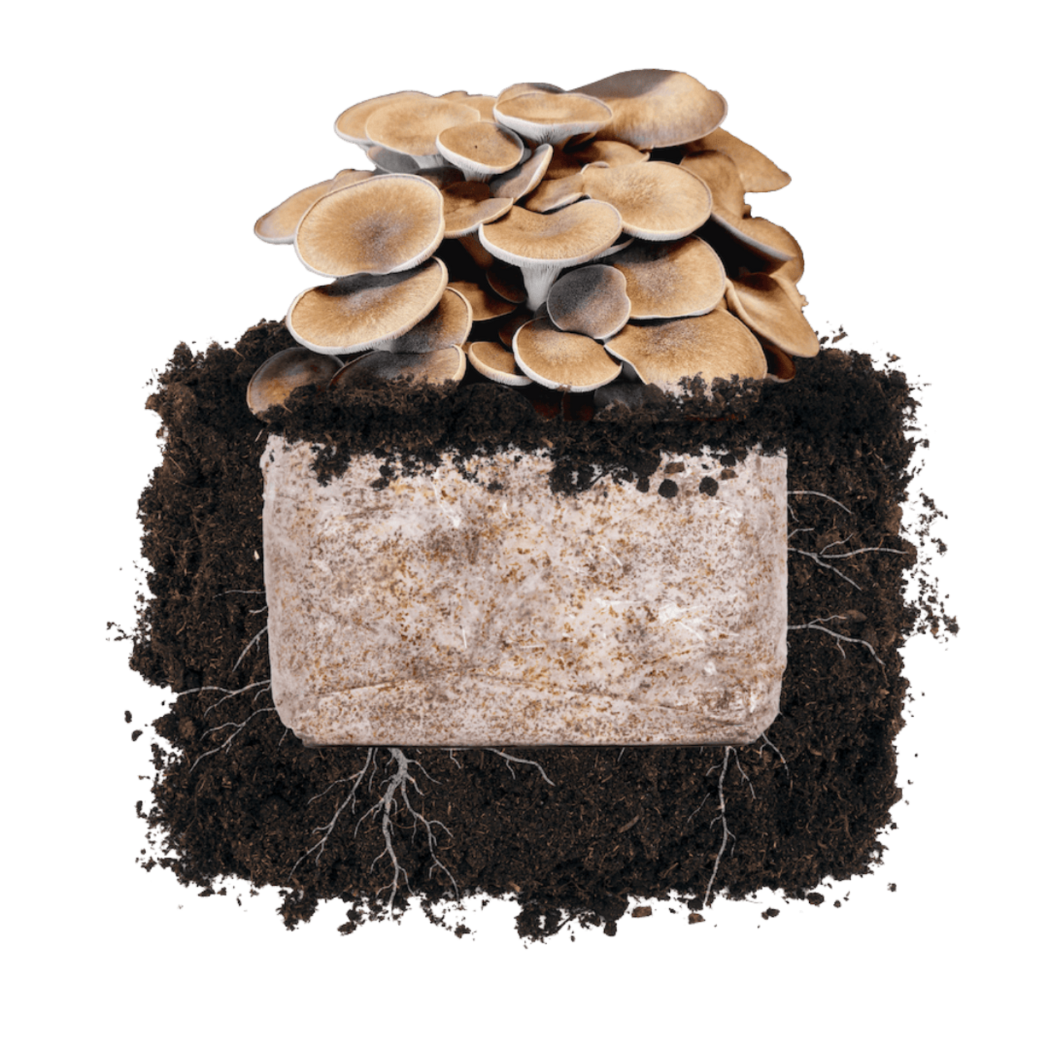 Black King 'Plant & Grow' Garden Block