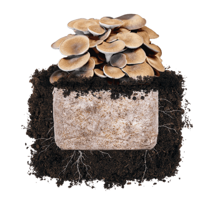 Black King 'Plant & Grow' Garden Block