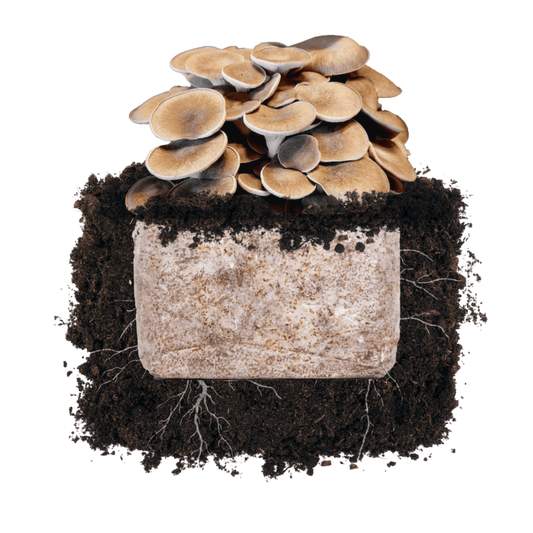 Black King 'Plant & Grow' Garden Block