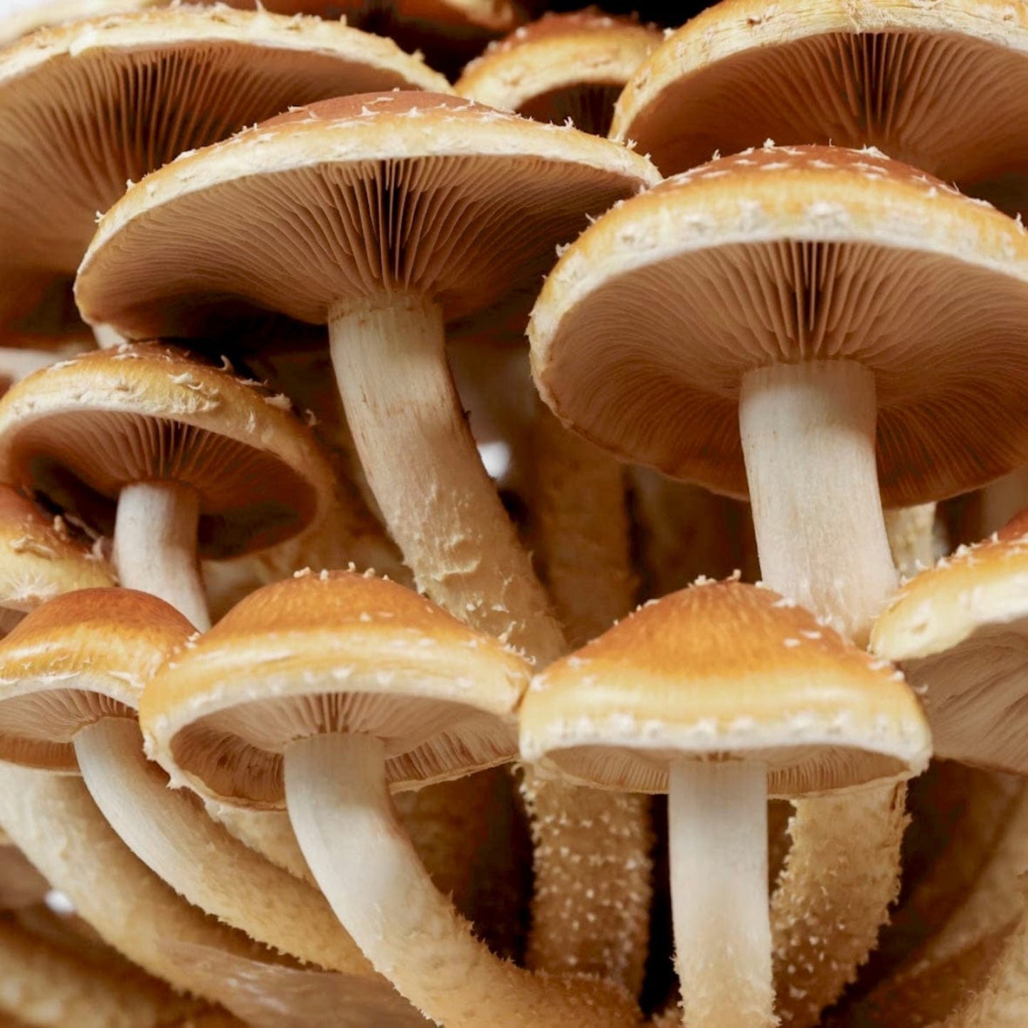 Chestnut 'Plant & Grow' Garden Block