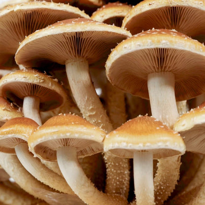 Chestnut 'Plant & Grow' Garden Block