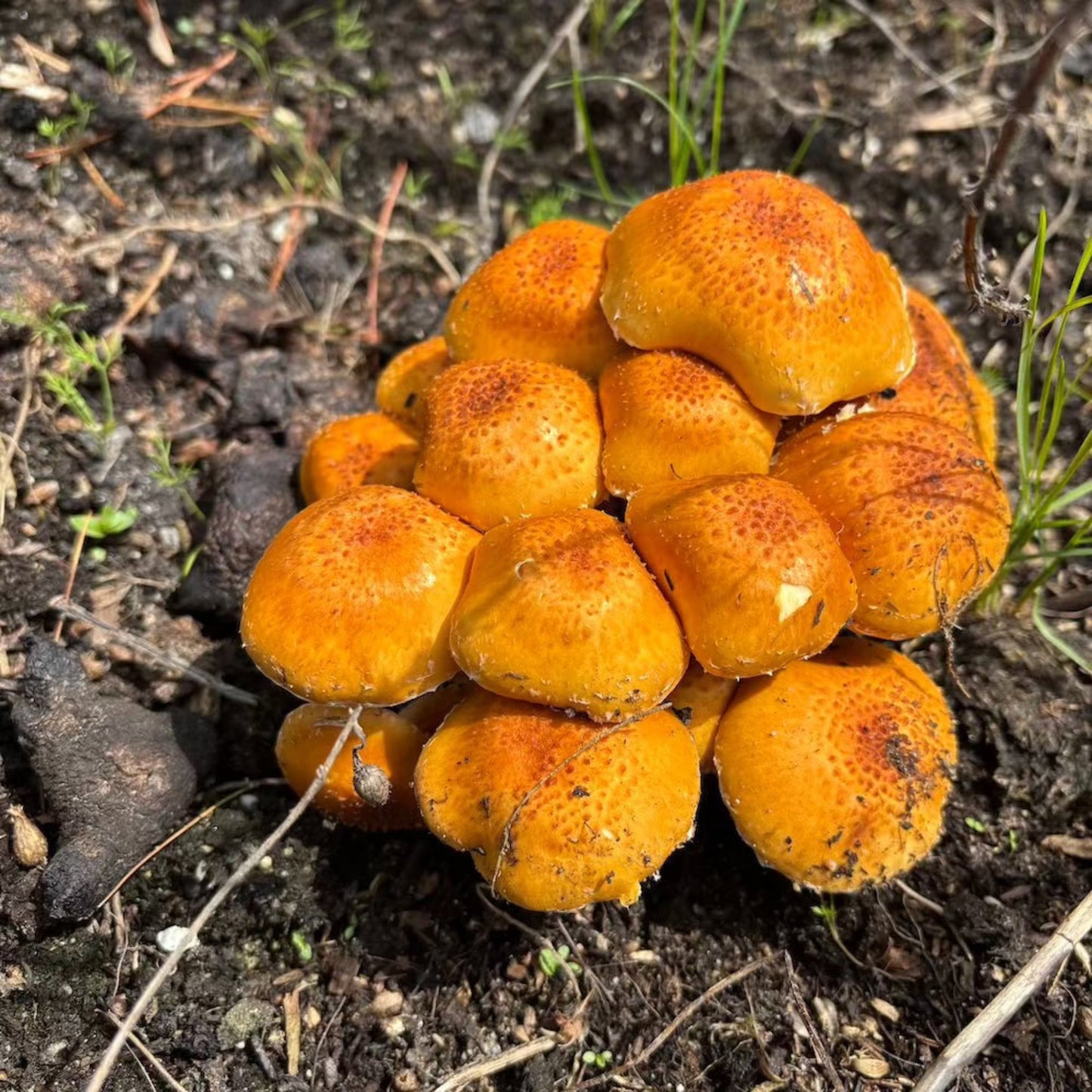 Chestnut 'Plant & Grow' Garden Block