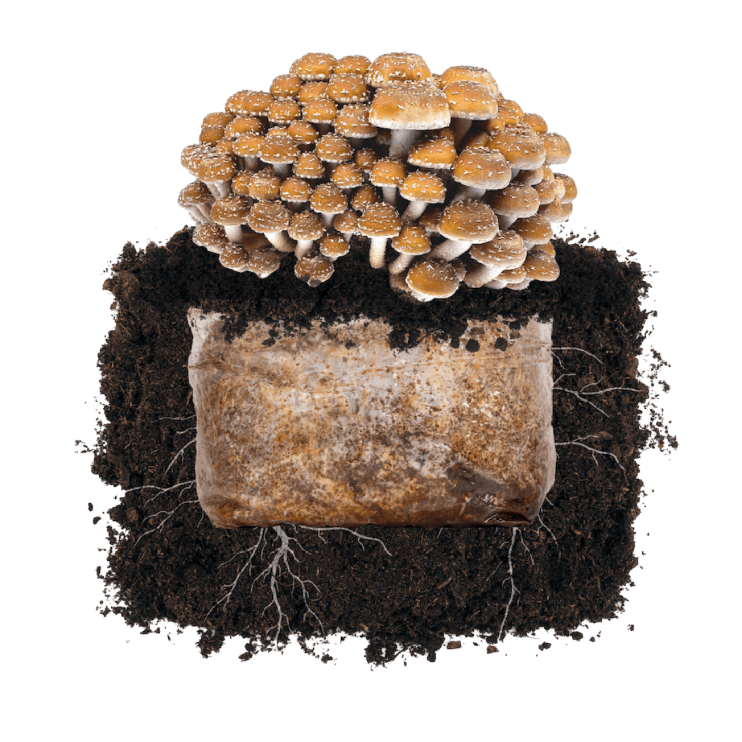 Chestnut 'Plant & Grow' Garden Block