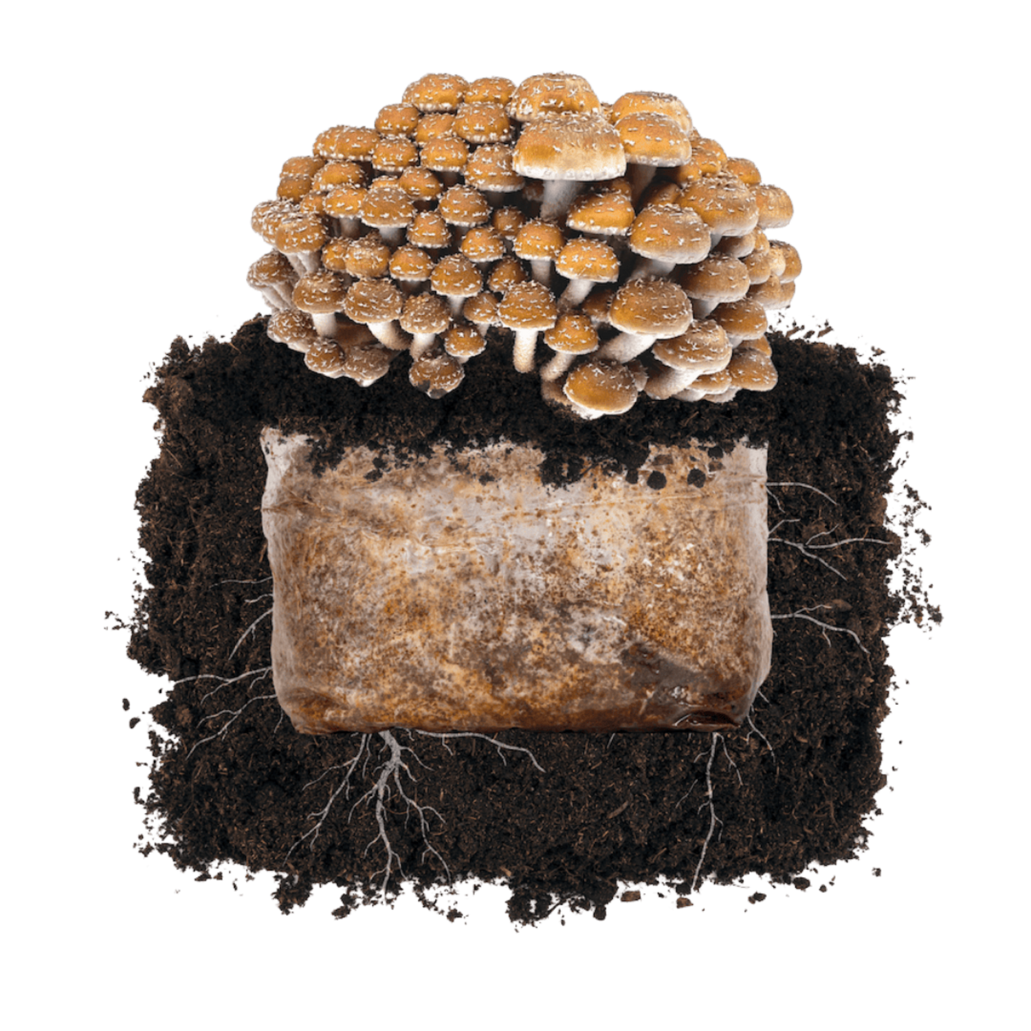 Chestnut 'Plant & Grow' Garden Block