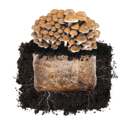 Chestnut 'Plant & Grow' Garden Block