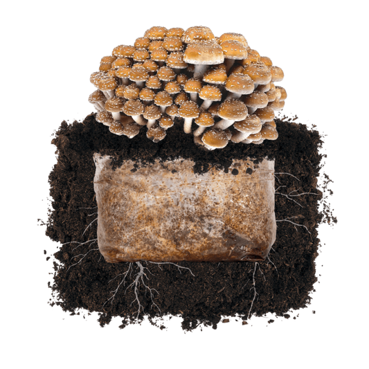 Chestnut 'Plant & Grow' Garden Block