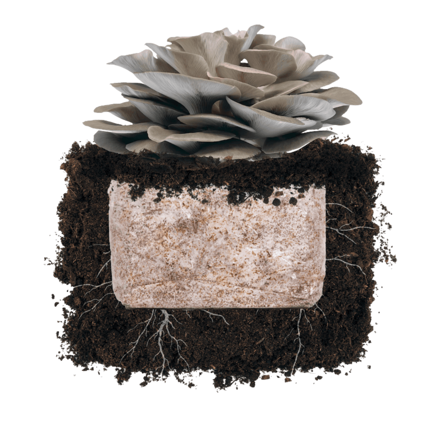 Italian Oyster 'Plant & Grow' Garden Block