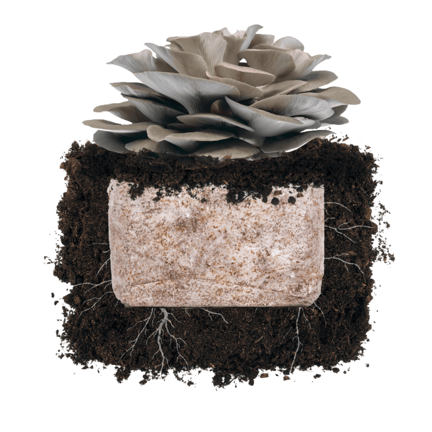 Italian Oyster 'Plant & Grow' Garden Block