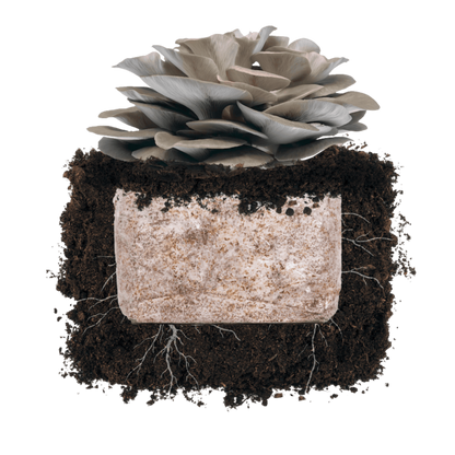 Italian Oyster 'Plant & Grow' Garden Block