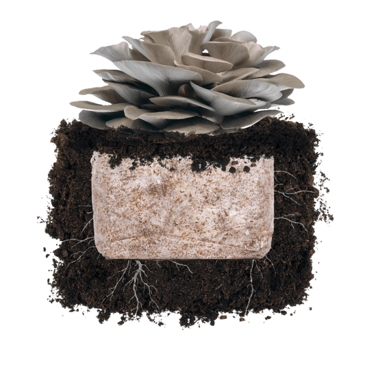 Italian Oyster 'Plant & Grow' Garden Block
