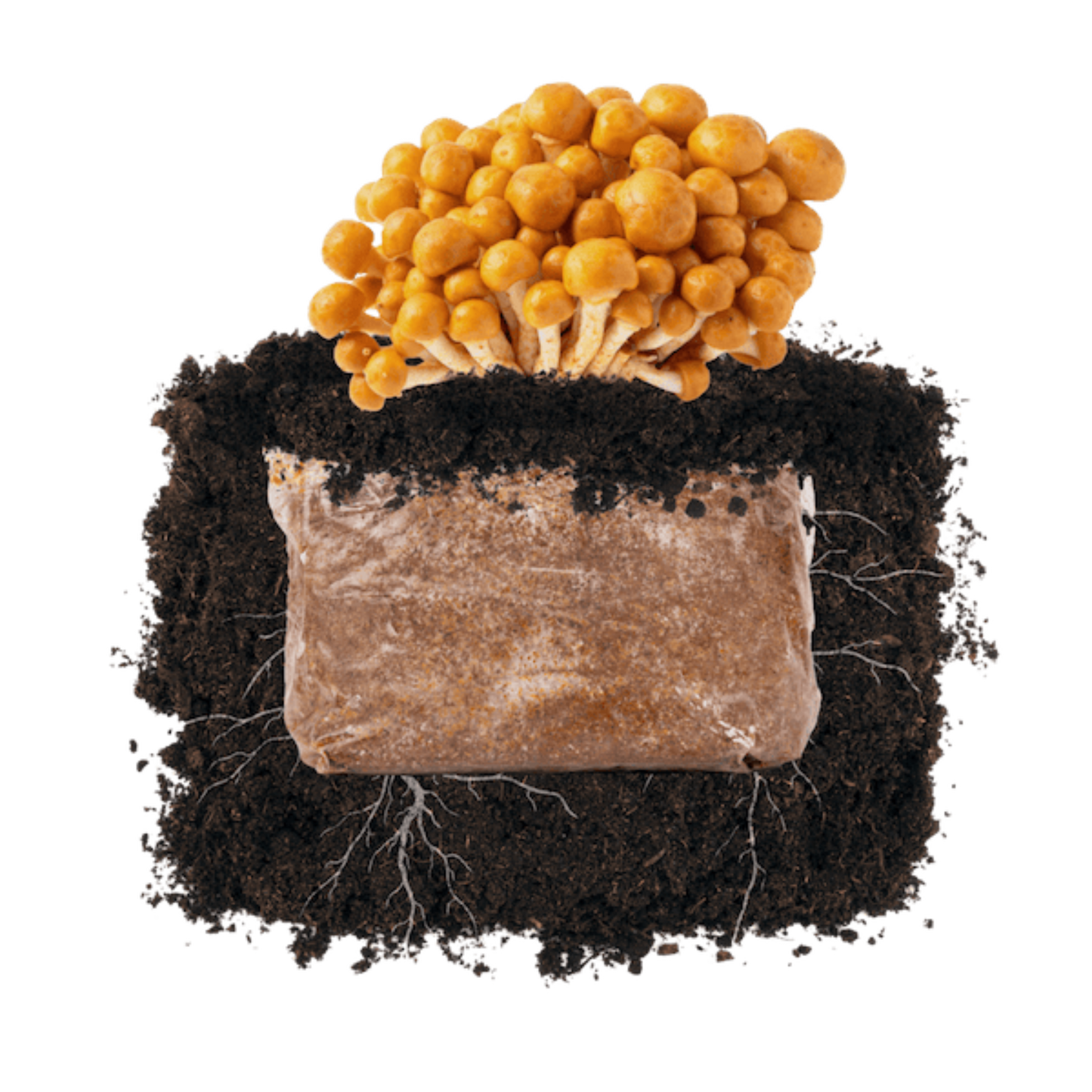 Nameko 'Plant & Grow' Garden Block