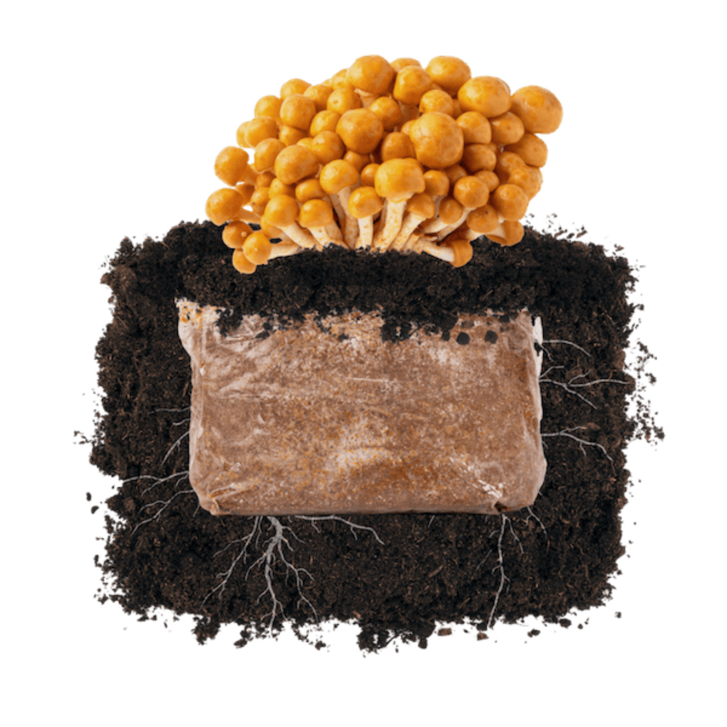 Nameko 'Plant & Grow' Garden Block