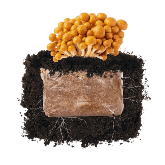 Nameko 'Plant & Grow' Garden Block