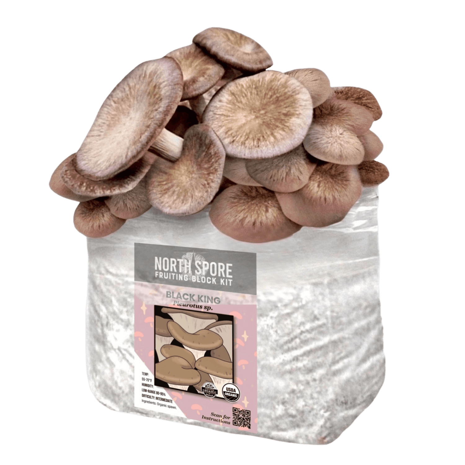 Organic Black King Mushroom Grow Kit Fruiting Block
