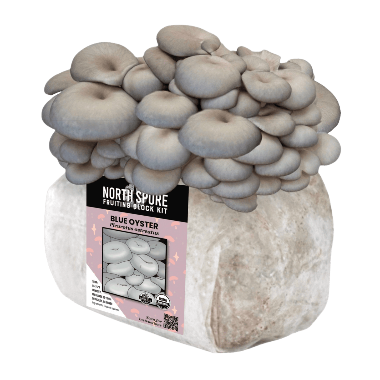 Organic Blue Oyster Mushroom Fruiting Block