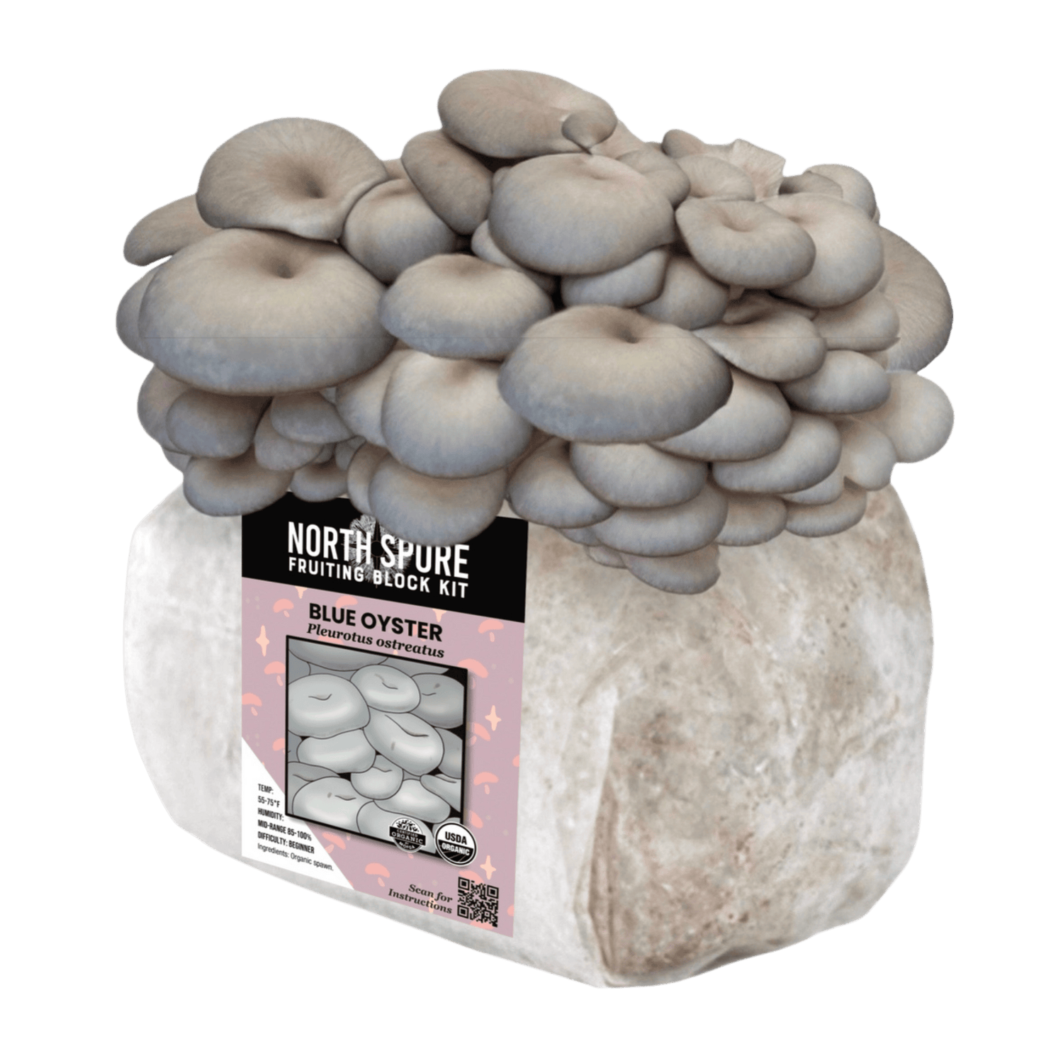 Organic Blue Oyster Mushroom Fruiting Block