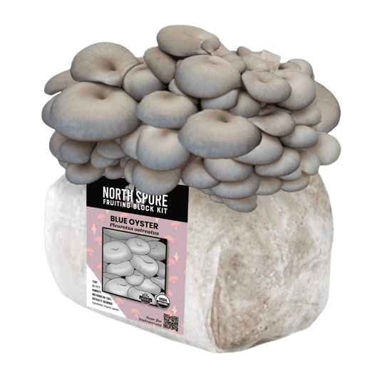 Organic Blue Oyster Mushroom Fruiting Block