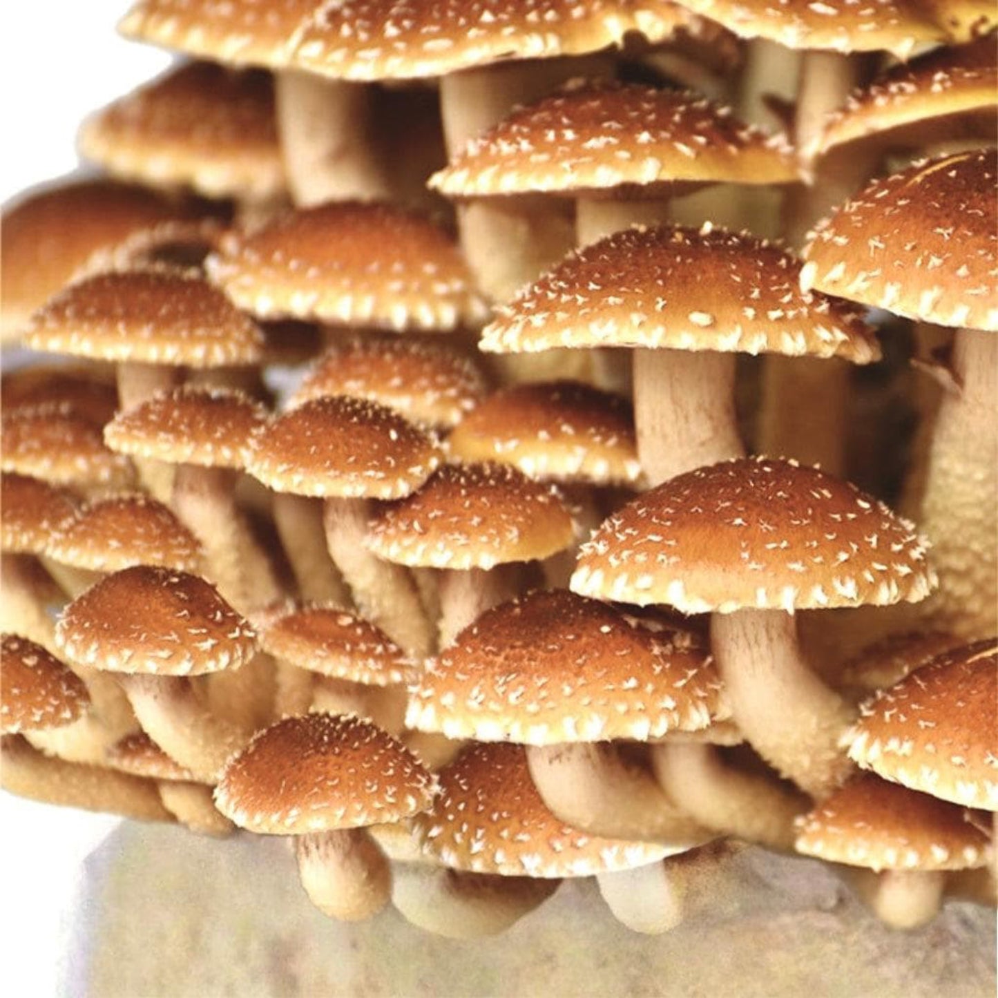 Chestnut 'Plant & Grow' Garden Block