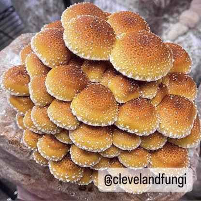 Chestnut 'Plant & Grow' Garden Block