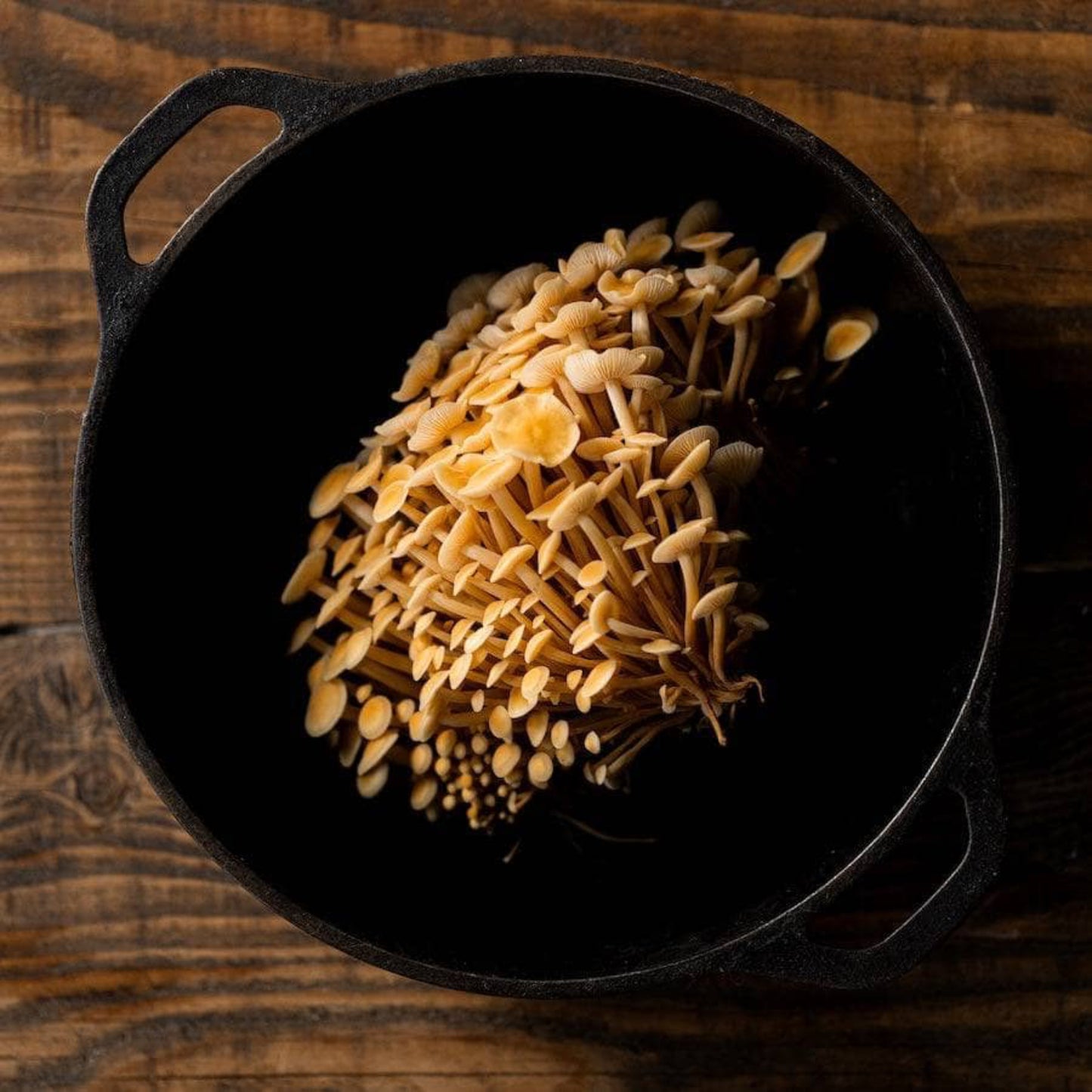 Organic Golden Enoki Mushroom Grow Kit Fruiting Block