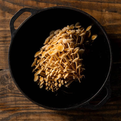 Organic Golden Enoki Mushroom Grow Kit Fruiting Block