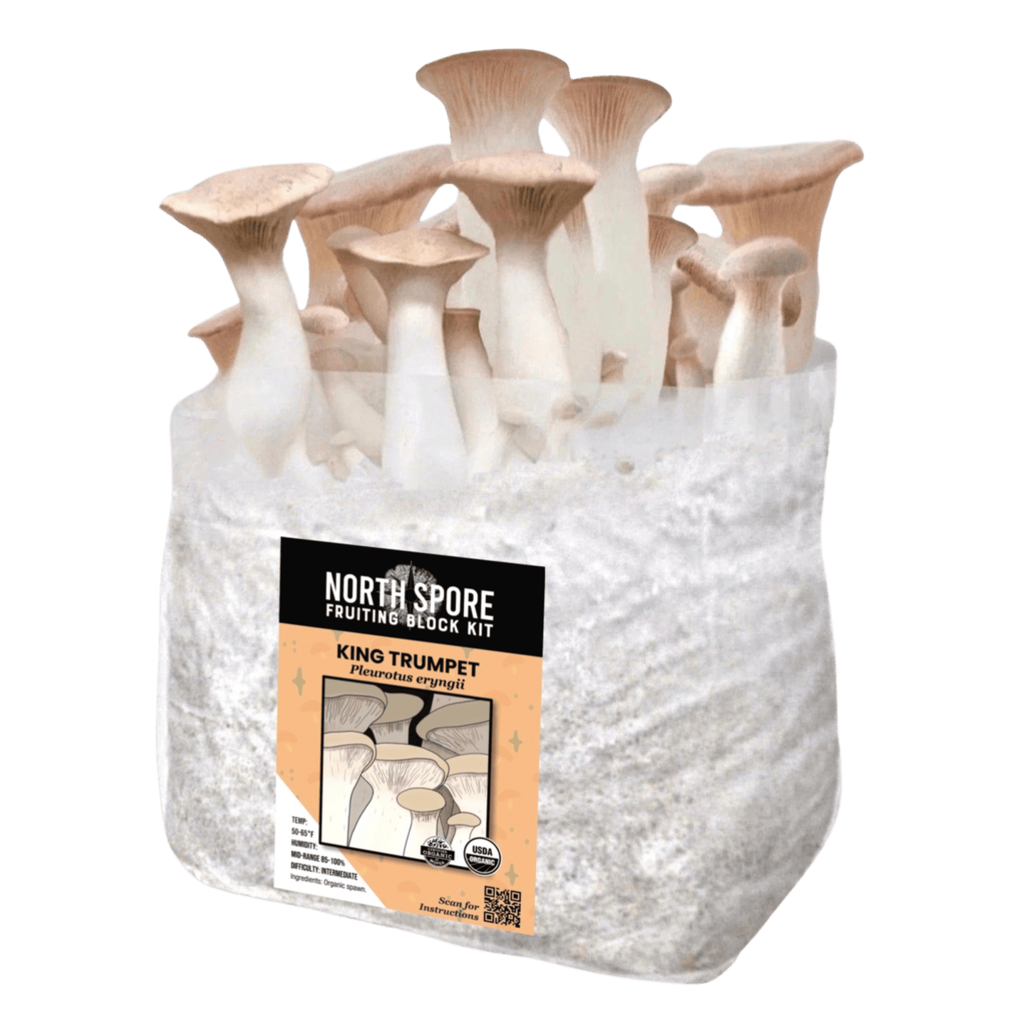 Organic King Trumpet Mushroom Grow Kit Fruiting Block