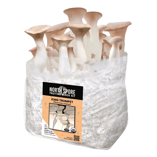 Organic King Trumpet Mushroom Grow Kit Fruiting Block
