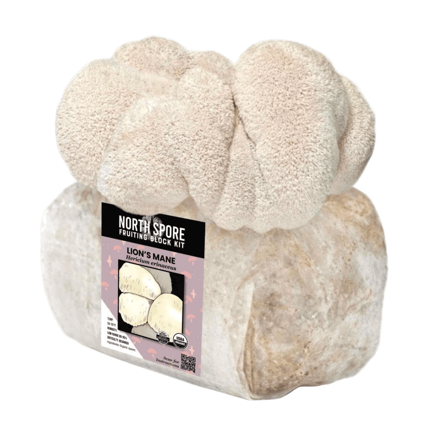 Organic Lion's Mane Mushroom Grow Kit Fruiting Block