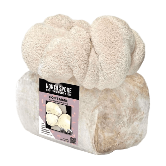 Organic Lion's Mane Mushroom Grow Kit Fruiting Block