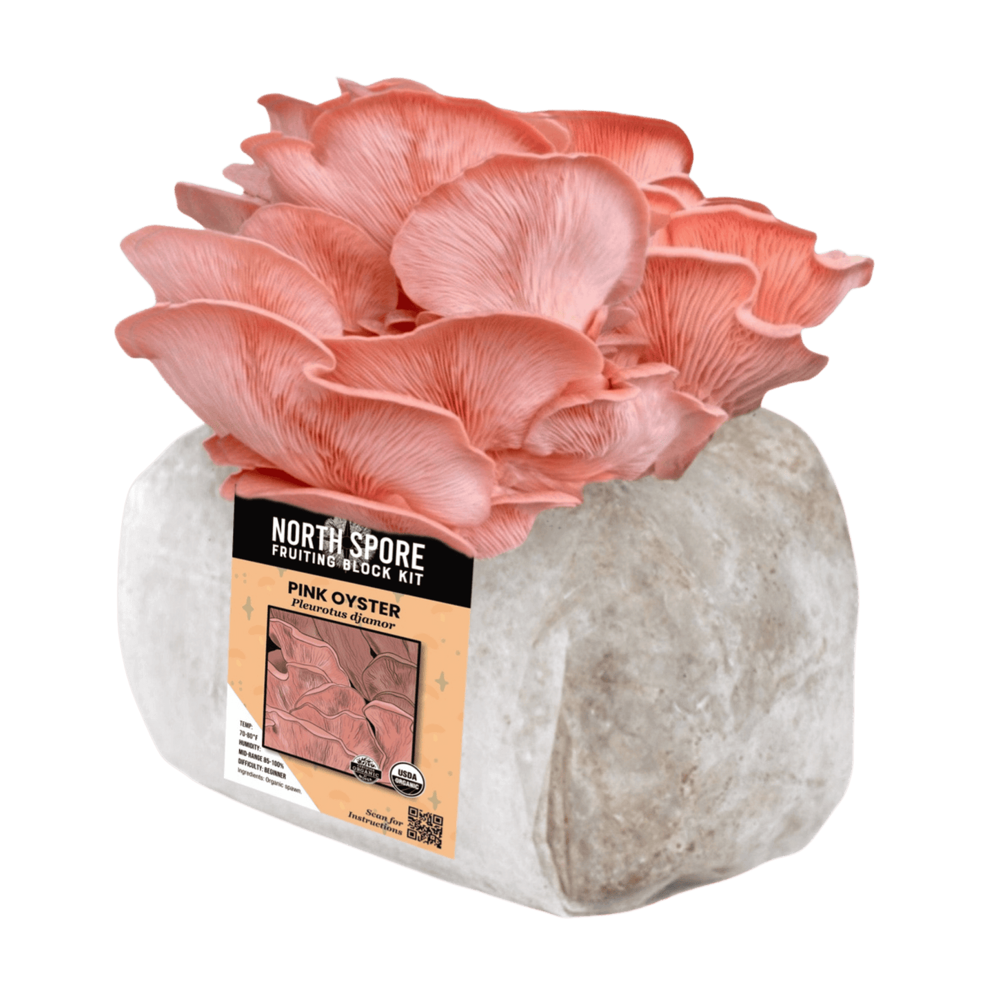 Organic Pink Oyster Mushroom Grow Kit Fruiting Block