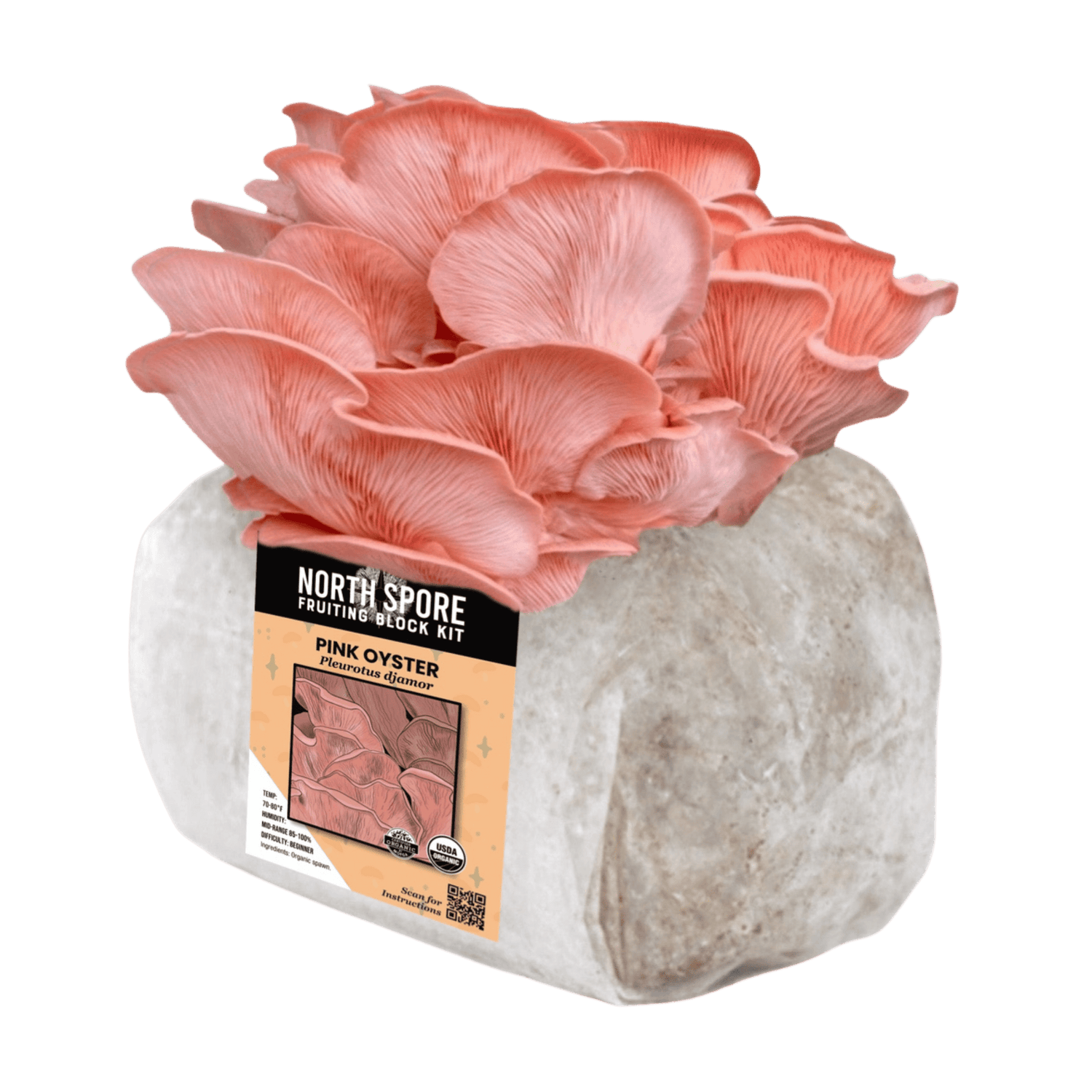 Organic Pink Oyster Mushroom Grow Kit Fruiting Block