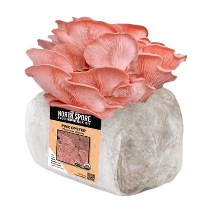Organic Pink Oyster Mushroom Grow Kit Fruiting Block