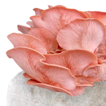 Pink Oyster 'Plant & Grow' Garden Block