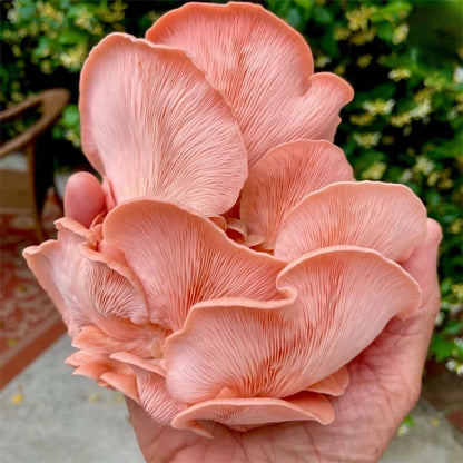 Pink Oyster 'Plant & Grow' Garden Block