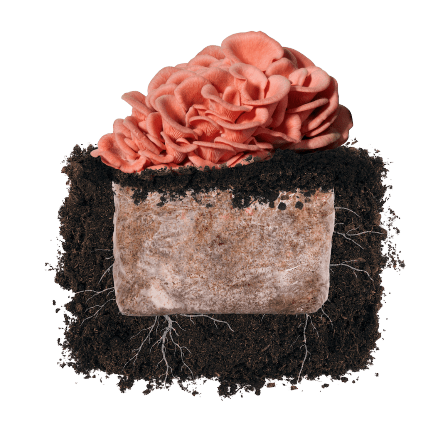 Pink Oyster 'Plant & Grow' Garden Block