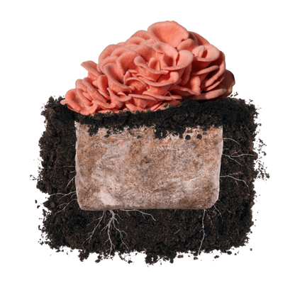 Pink Oyster 'Plant & Grow' Garden Block