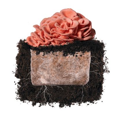 Pink Oyster 'Plant & Grow' Garden Block