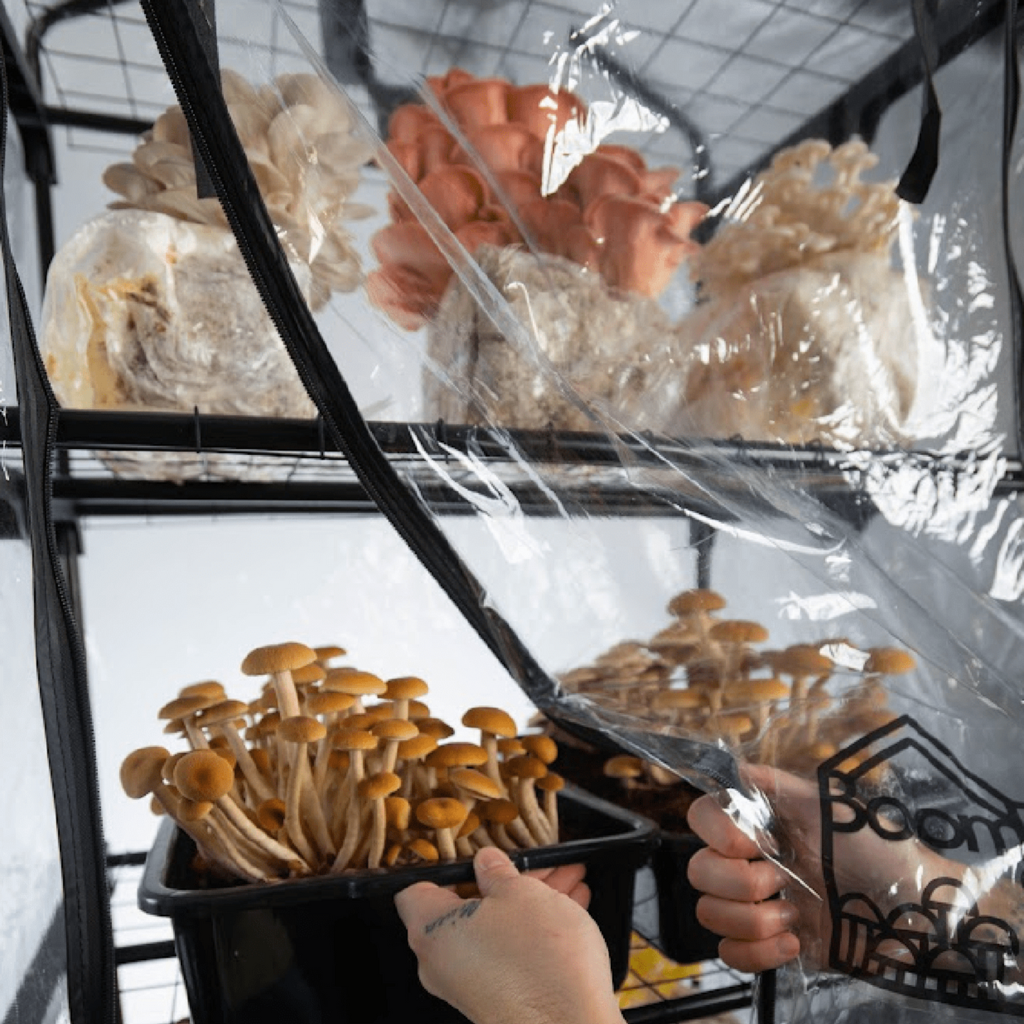 'BoomRoom II' Automated Martha Tent Mushroom Grow System