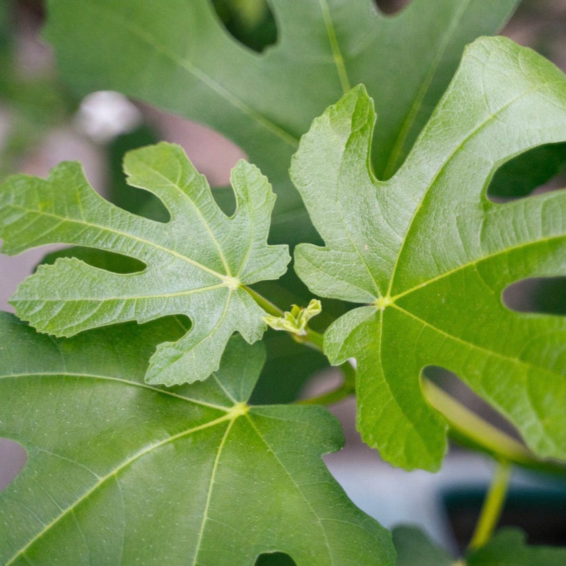 Little Miss Figgy leaves