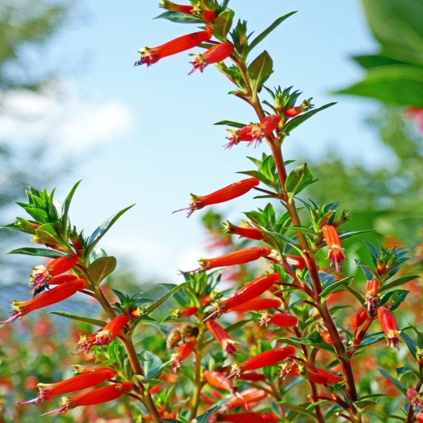 Vermillionaire® Large Firecracker Plant