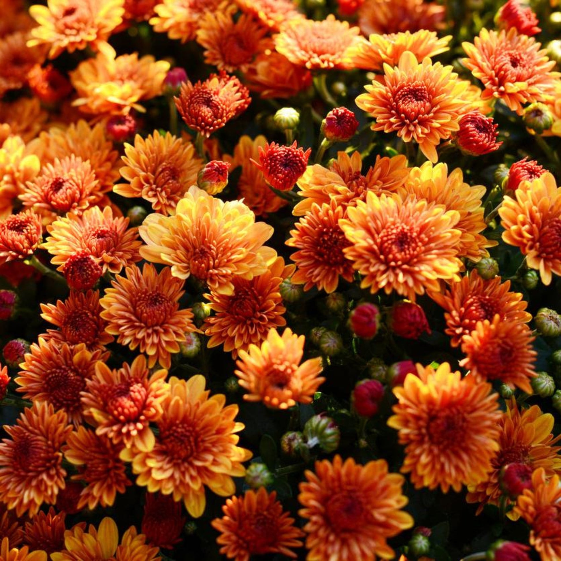 Orange Chrysanthemums